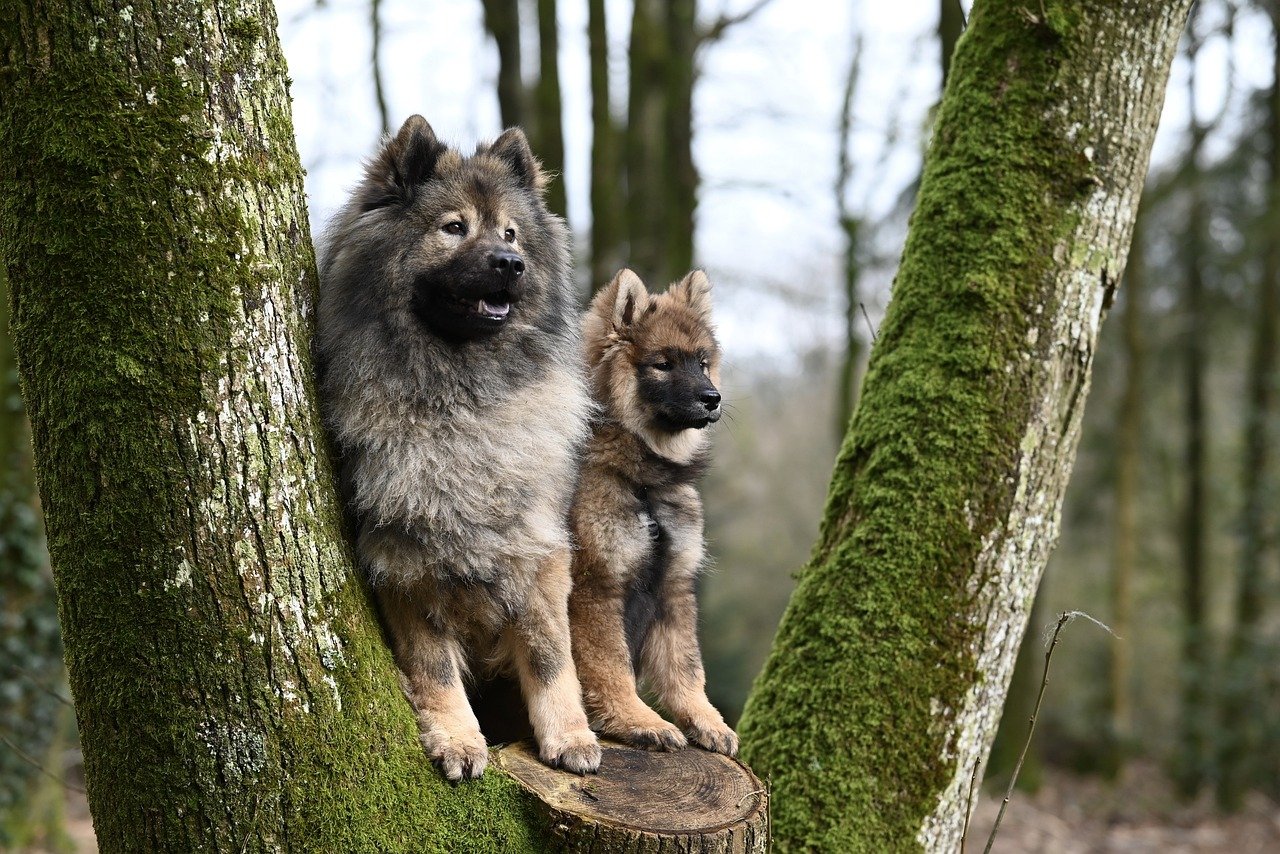 Zwei Hunde an einem Baum im Wald