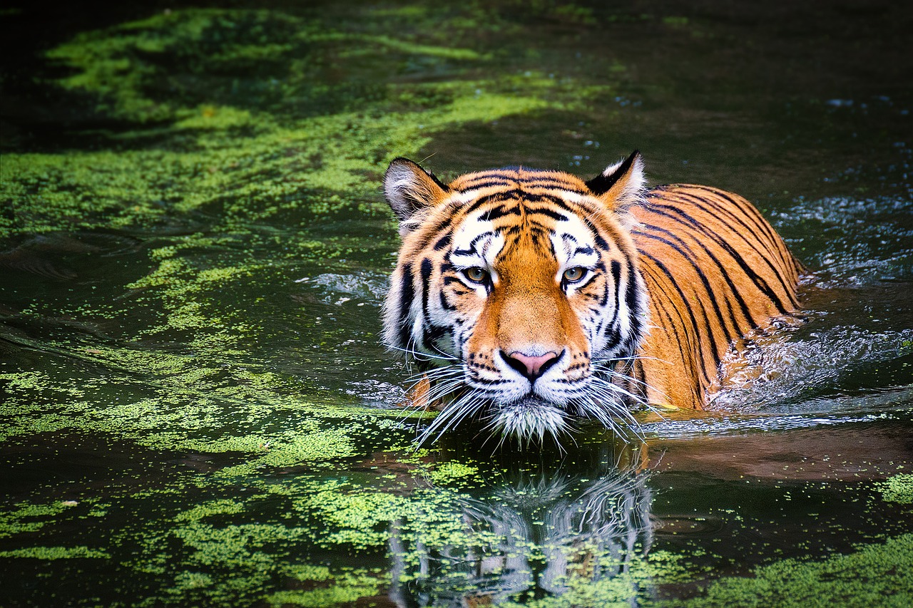 Roter Tiger in seinem natürlichen Lebensraum in Wasser