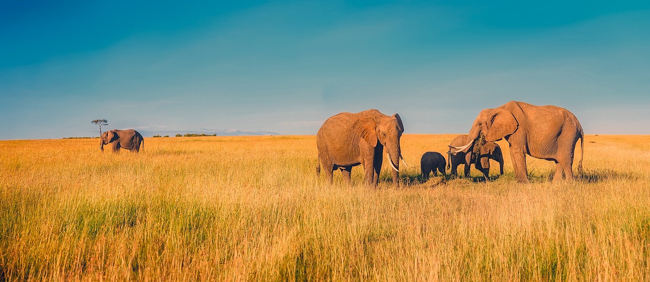 Afrikanischer Elefant in seinem natürlichen Lebensraum