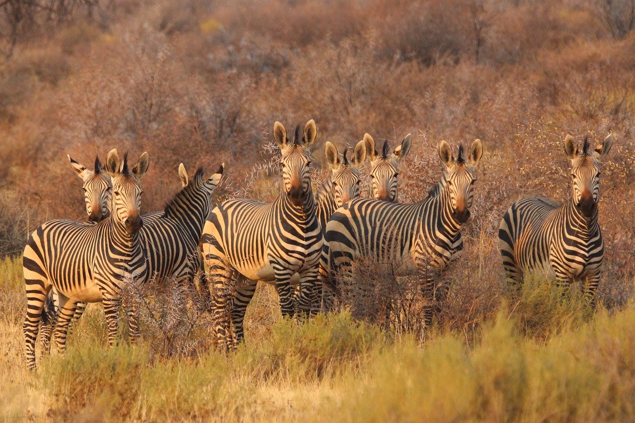 Zebraherde in ihrem Natürlichen Lebensraum