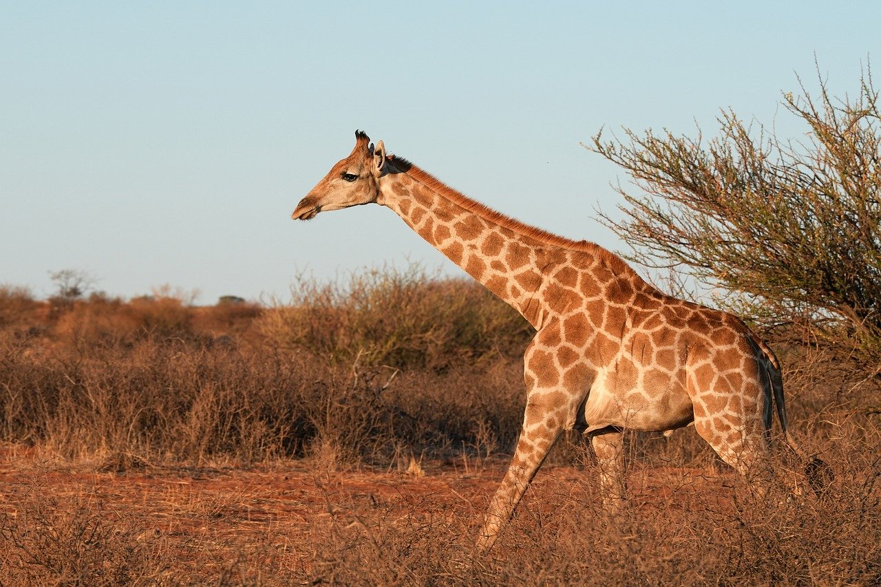 Laufende Giraffe in ihrem natürlihen Lebensraum in der Savanne