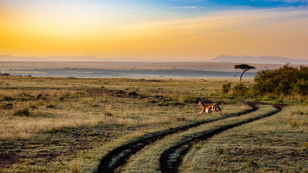 Freilaufende Gazelle in ihrem natürliochen Lebensraum bei Sonnenuntergang