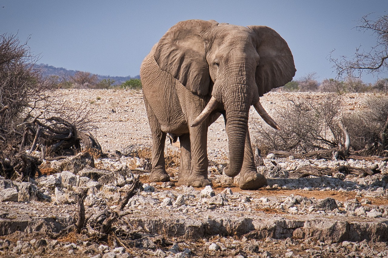 Afrikanischer Elefant in seinem natürlichen Lebensraum